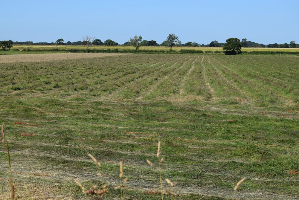 Acaster South Ings