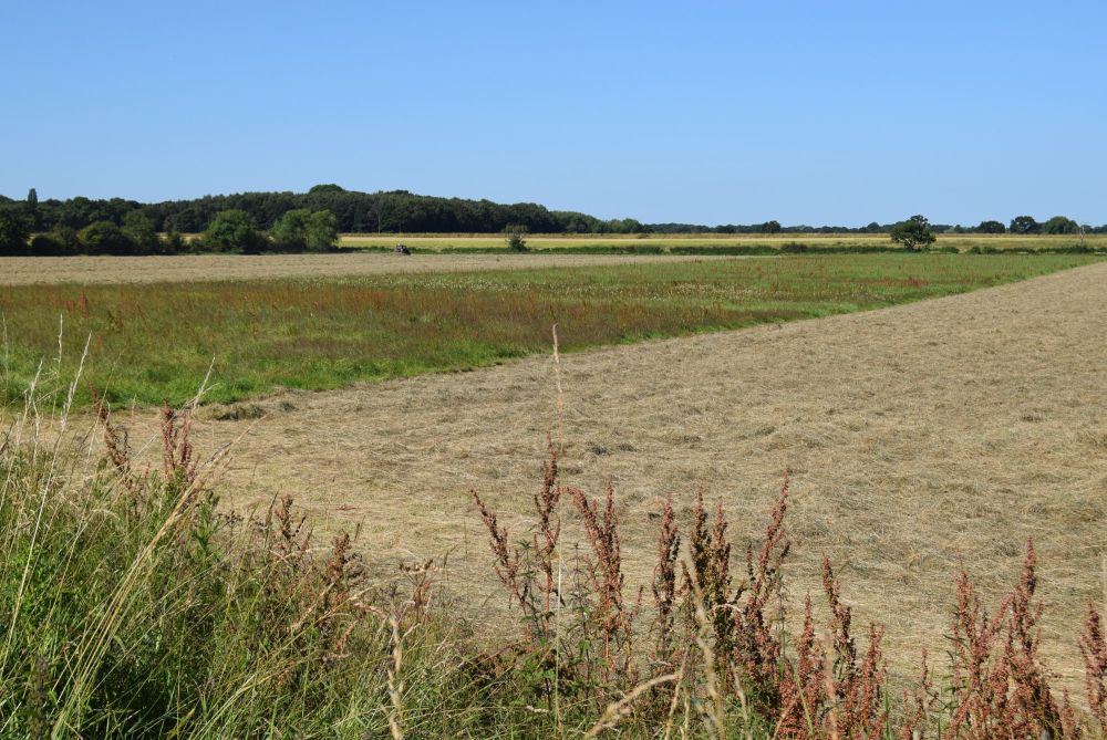 Acaster South Ings