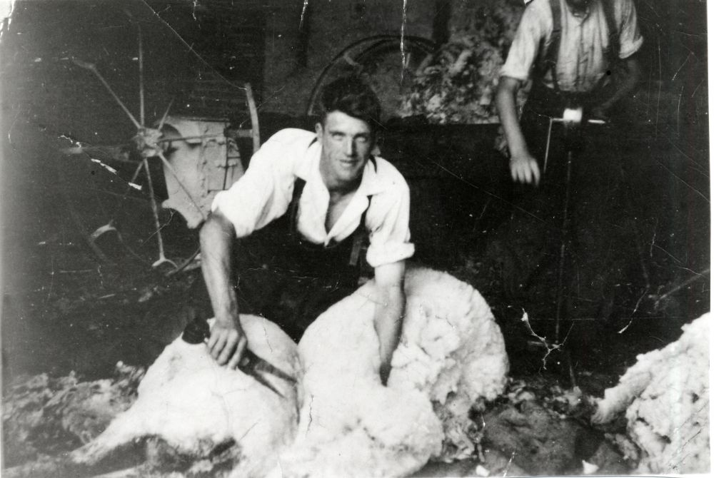 Sheep shearing at Appleton