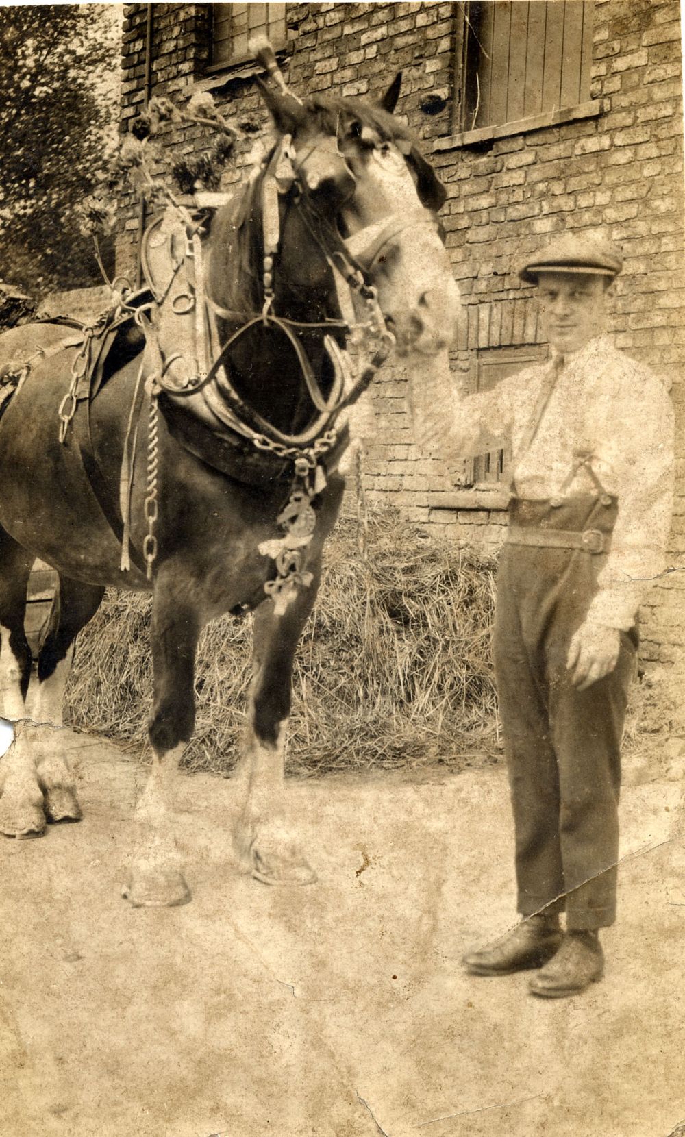 Man with shire horse