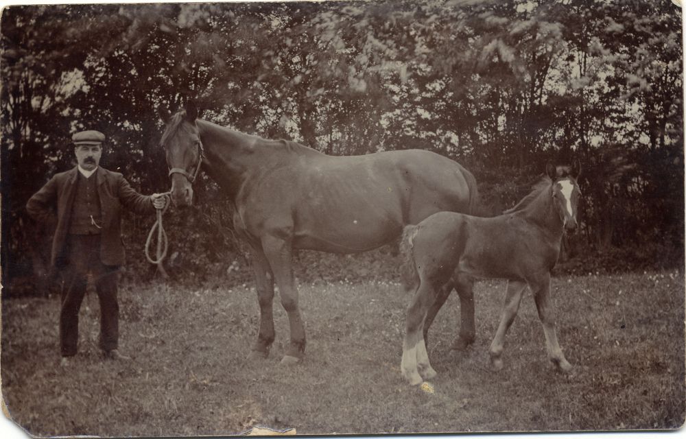 Horse and foal