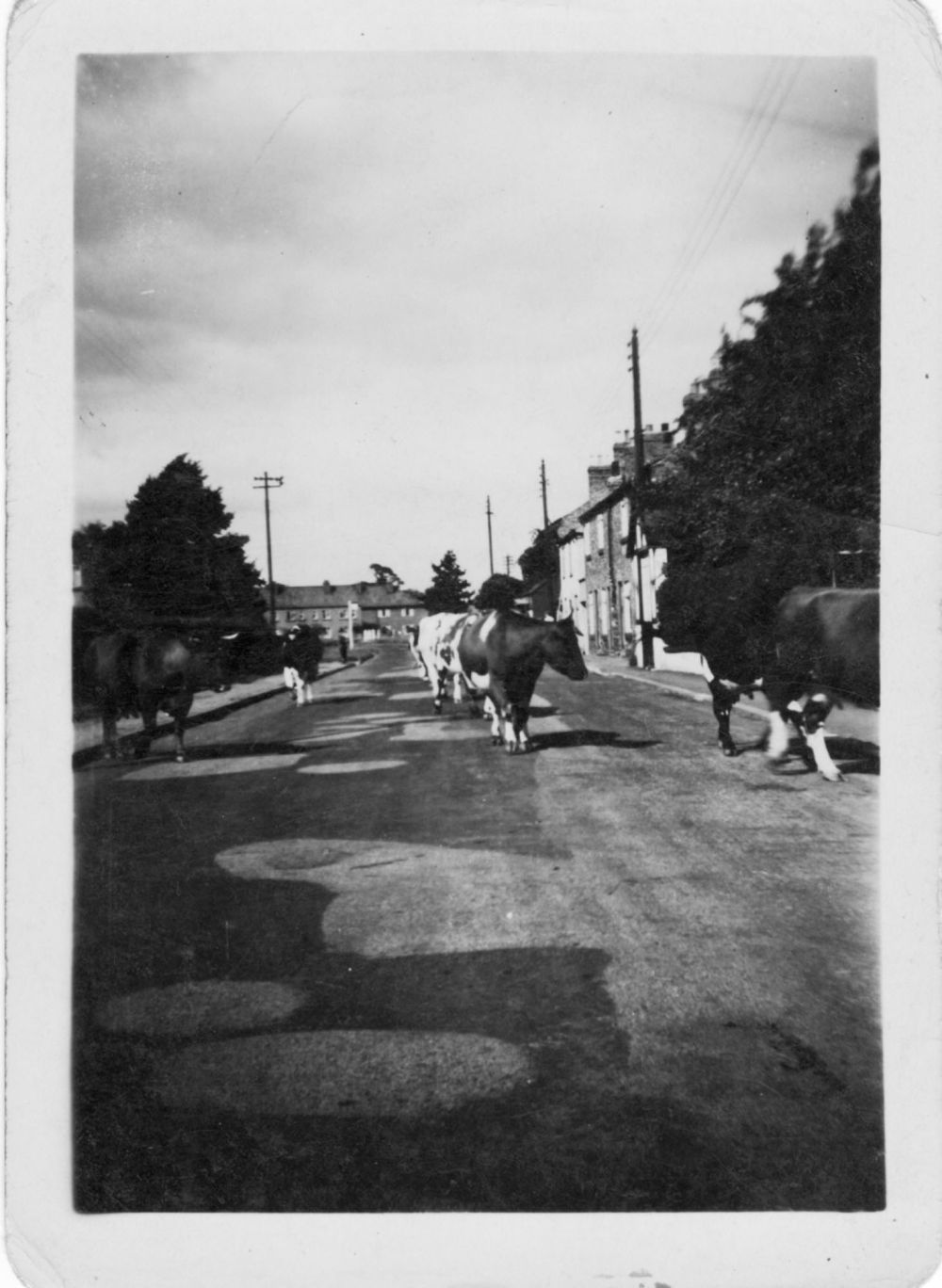 Cows in Main Street