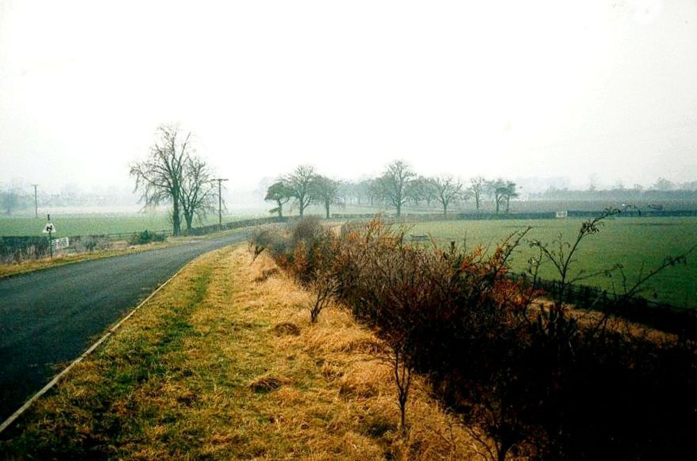 Chestnut Avenue, Bolton Percy, before oak planting