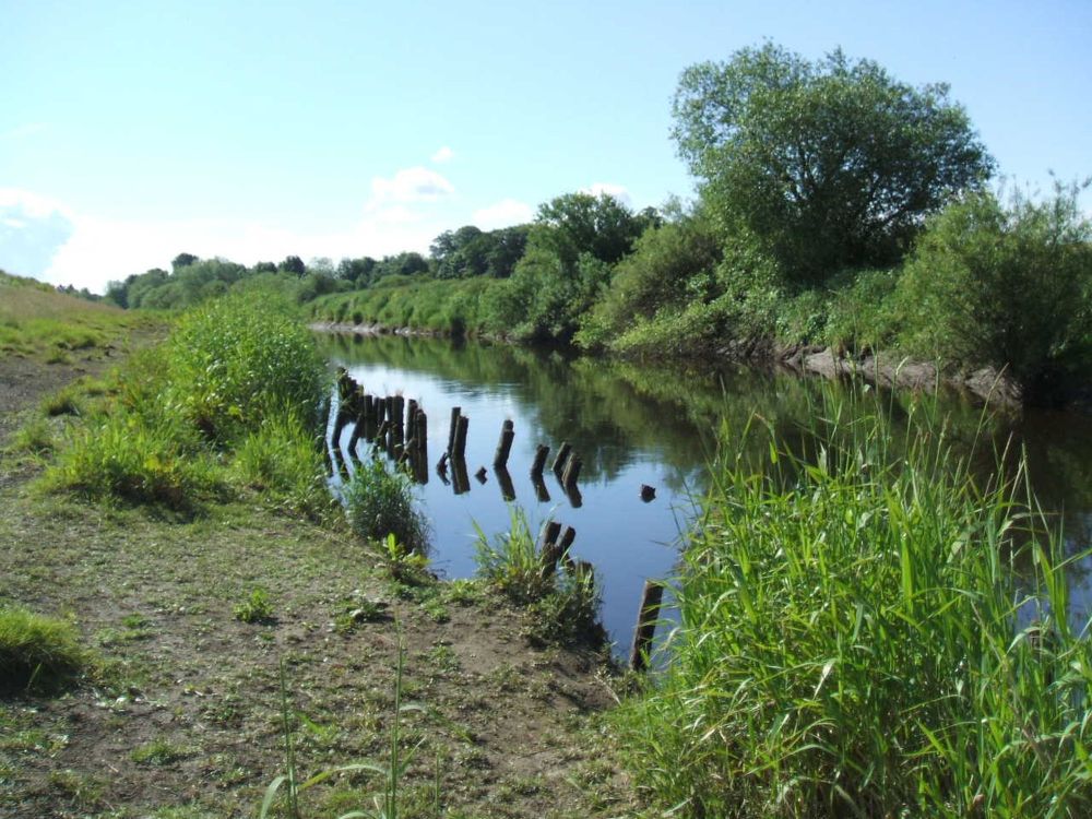 Staves in Wharfe below Town End Farm May 2009