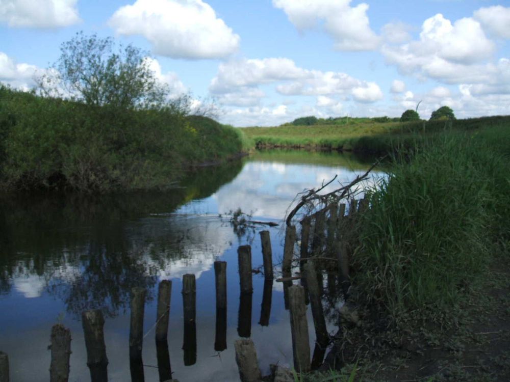 Staves in Wharfe below Town End Farm May 2009