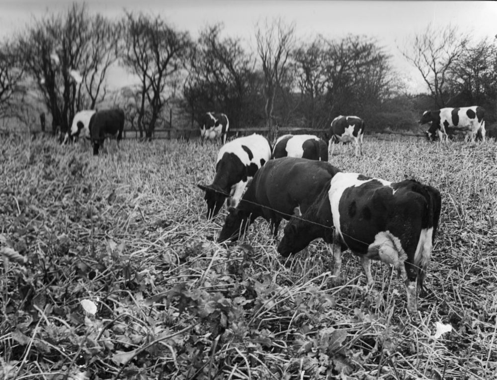 Strip grazing kale Steeton House Farm