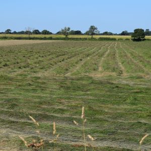 Acaster South Ings