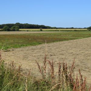 Acaster South Ings