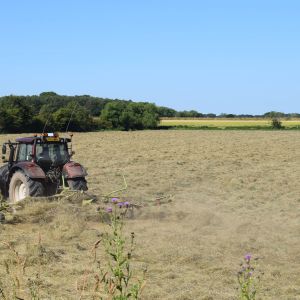 Acaster South Ings