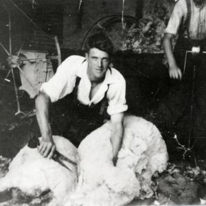 Sheep shearing at Appleton