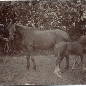 Horse and foal