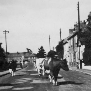 Cows in Main Street