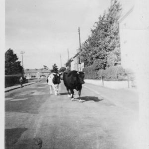 Cows in Main Street