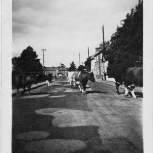 Cows in Main Street