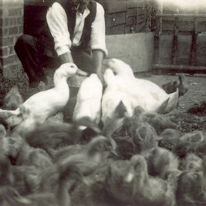 Ben with ducks and ducklings