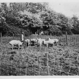 Woolas Hall Farm