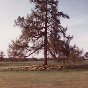 Nun Appleton Hall - large tree in park