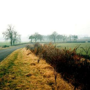 Chestnut Avenue, Bolton Percy, before oak planting