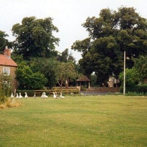 Jack Sunderland's geese on Bolton Percy green