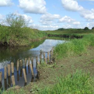 Staves in Wharfe below Town End Farm May 2009