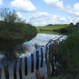 Staves in Wharfe below Town End Farm May 2009