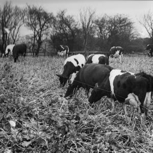 Strip grazing kale Steeton House Farm